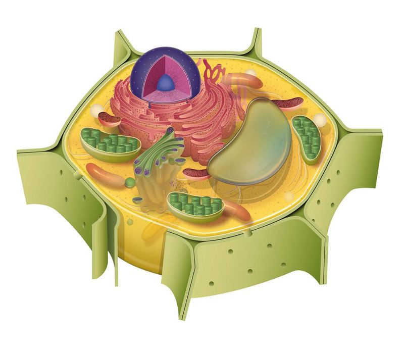 细胞生物学
